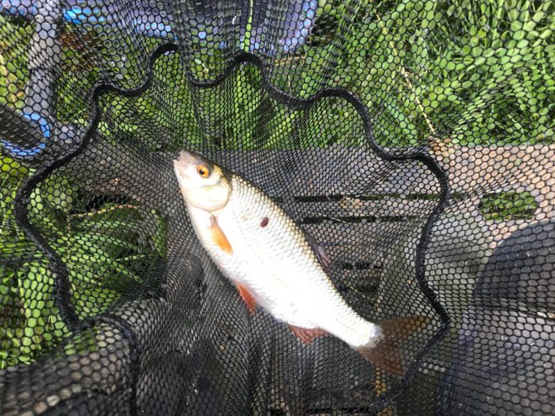 River Parrett – Huntsman Cup – 26th July 2020 – Against Men and Fish